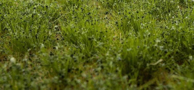 Gras & Unkrautbüschel