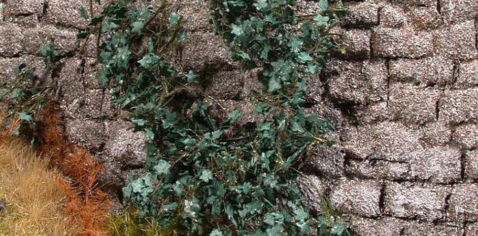 Ivy