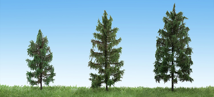 Spruce
