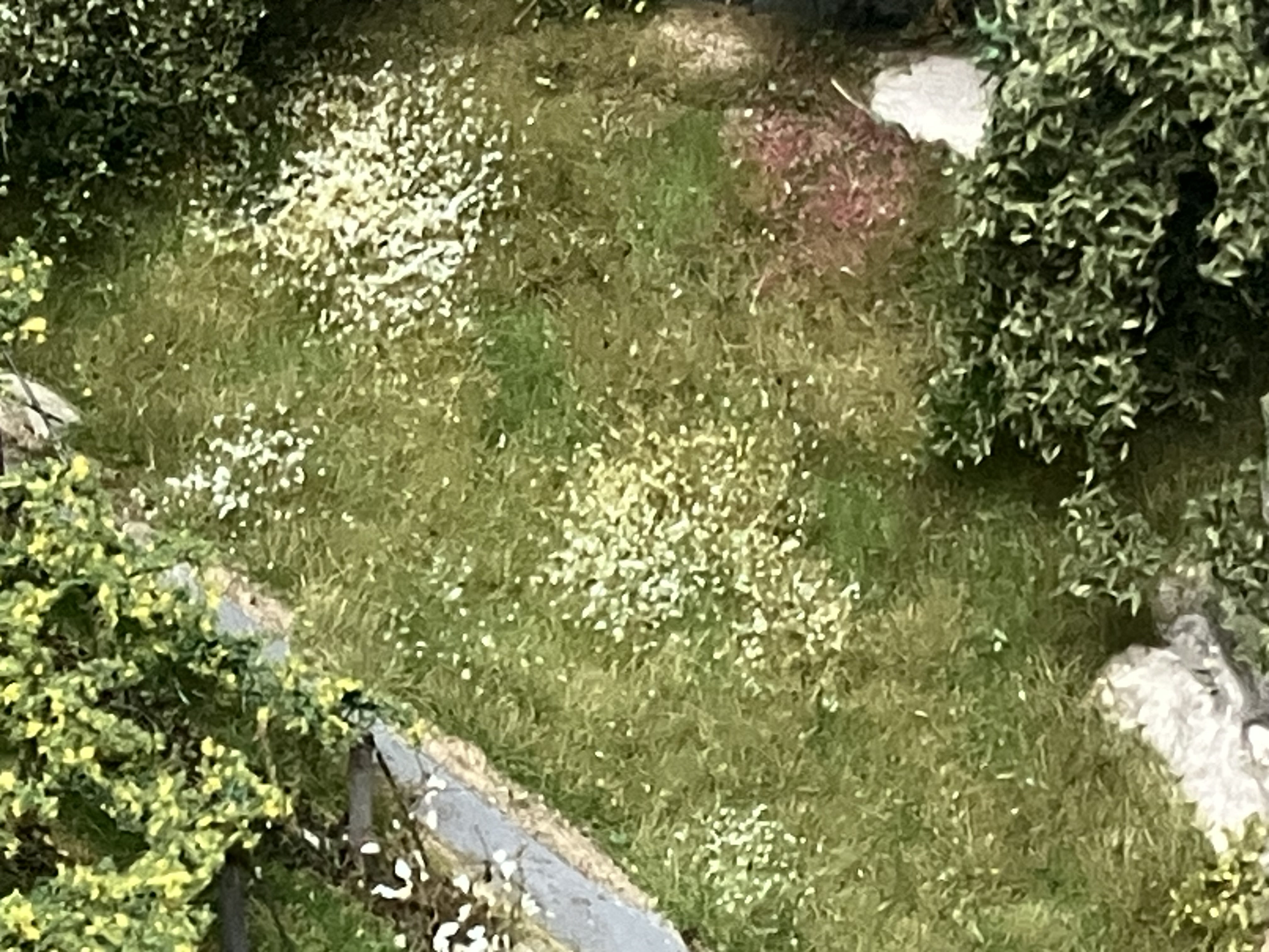 tufts of flowers, grass, and weeds classic