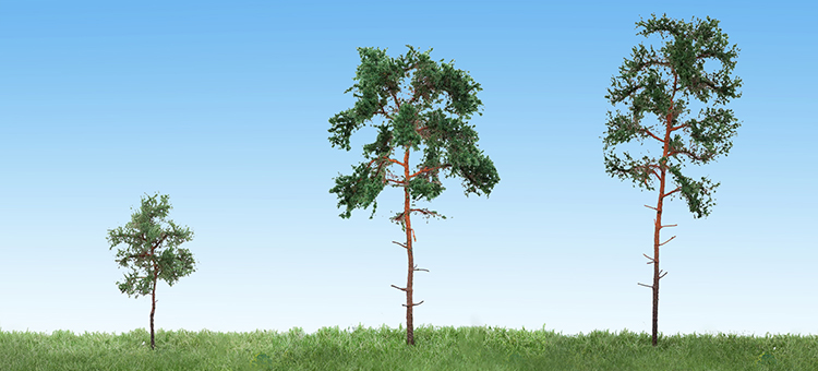 Scotch pine