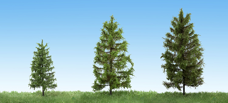 Larch