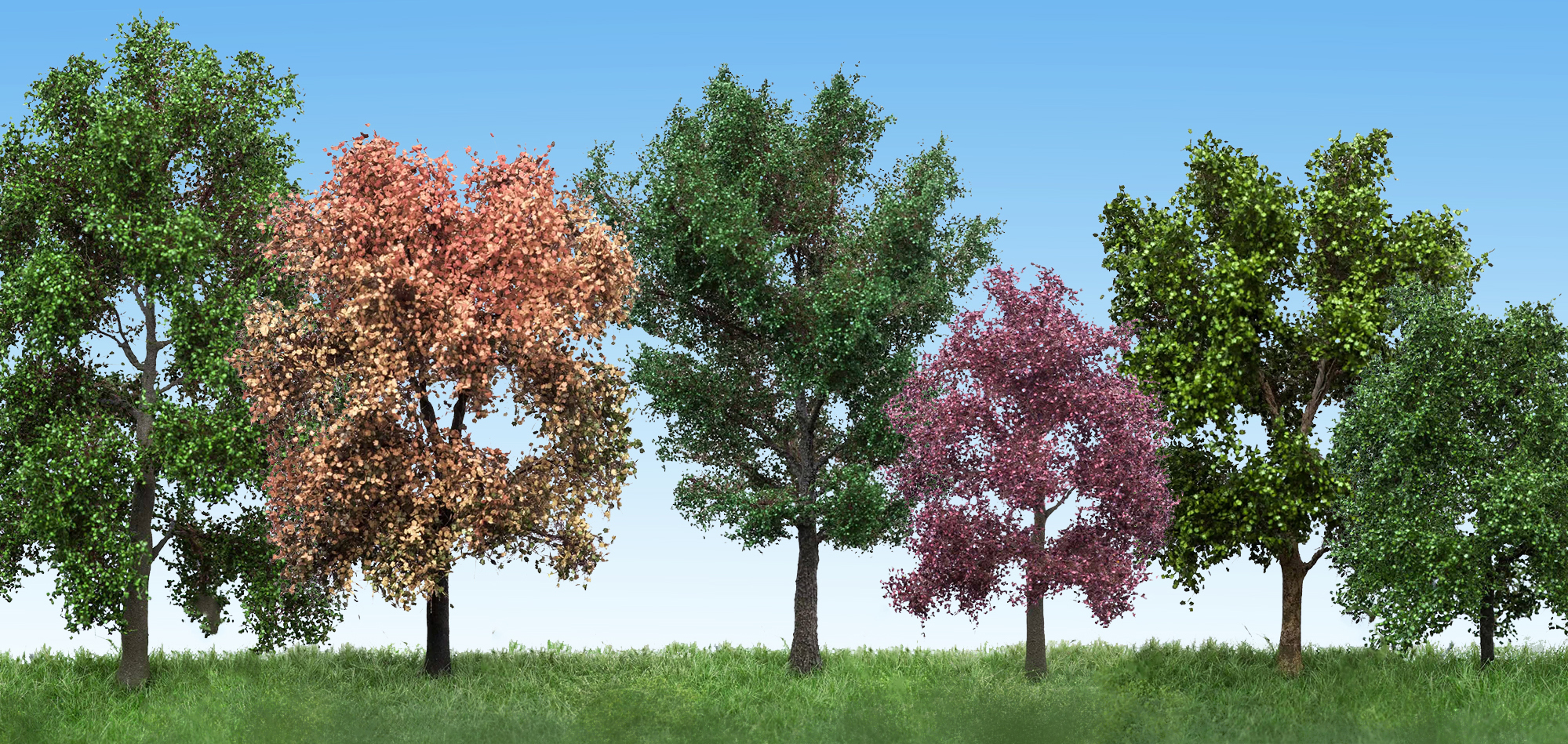 Deciduous Trees