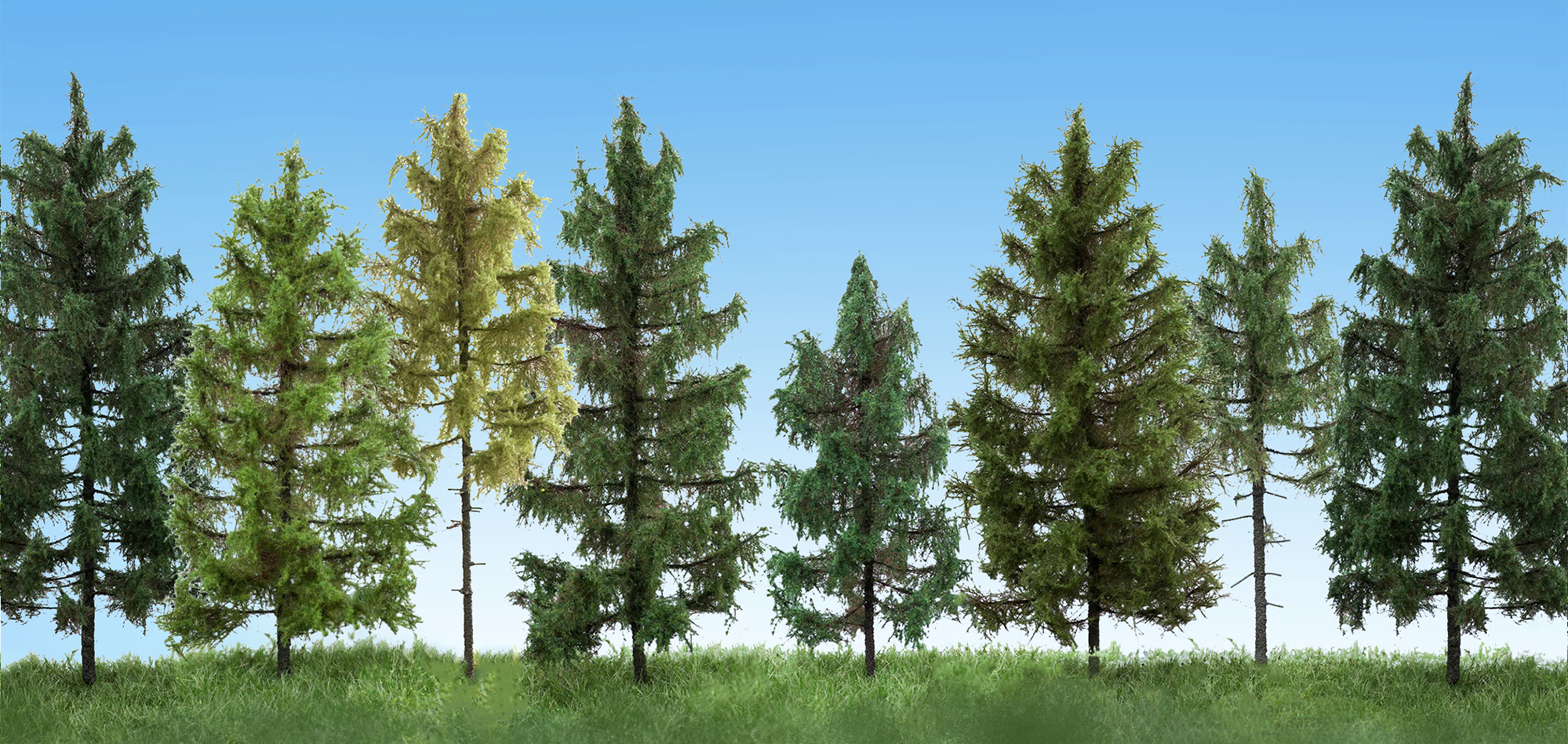 Coniferous trees