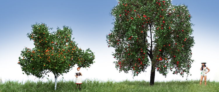 Obstbäume