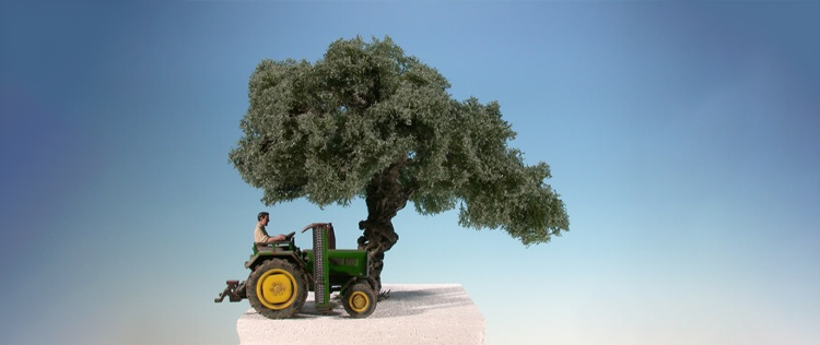 Olive tree