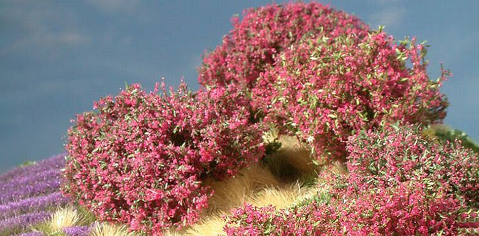 Rhododendron