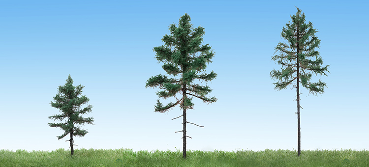 Fir