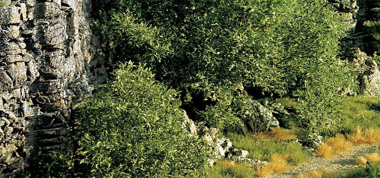 Ground-cover plant
