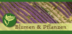 Blumen und Pflanzen