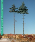 Preview: Inside forest nordic fir kit (1:87) summer