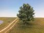 Preview: Oak late fall