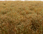 Preview: Weed clumps of winter grass