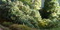 Preview: Filigree bushes spring