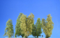Preview: Filigree bushes spring