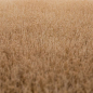Preview: Grasmatte Kornfeld Sommer