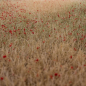 Preview: grass mat cornfield in bloom