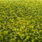 Preview: grass mat rapeseed field