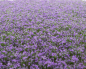 Preview: Fflower lavender