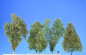 Preview: Filigree bushes summer promotion price