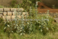 Preview: Nettle