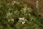 Preview: Dry Fern