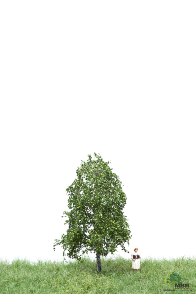 Birke Sommer 6-10 cm