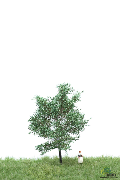 Silber Pappel Sommer 6-10 cm