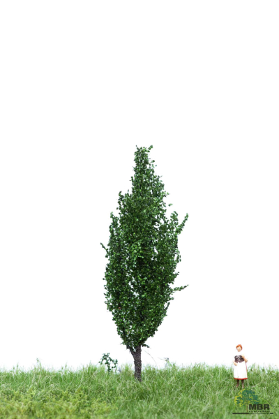 Italienische Pappel Sommer 6-10 cm