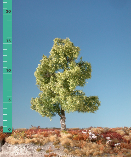 Moor birch (1:45+) spring