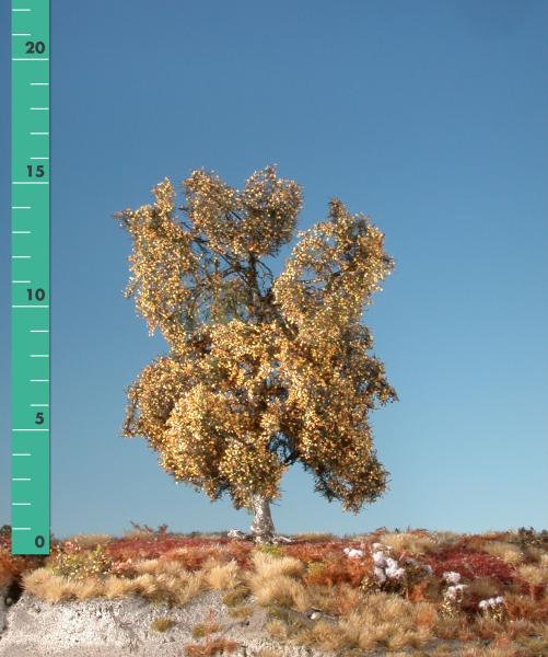 Moor birch (1:45+) late fall