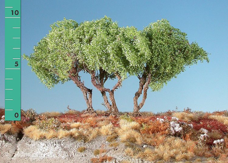 High shrubs (1:45+) spring