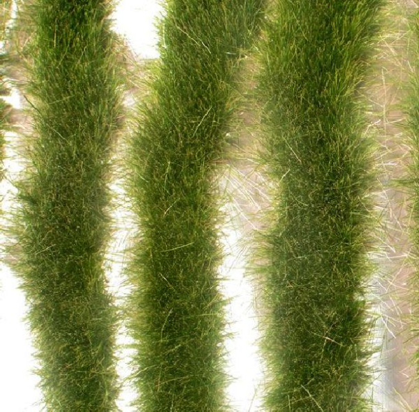 Long grass strips (1:45+) early fall