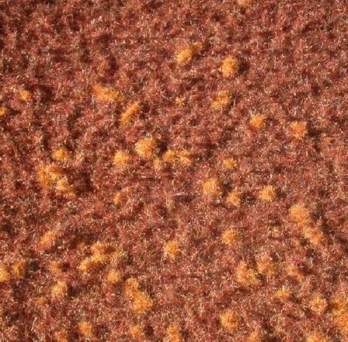 Forest groundcover (1:87) spring