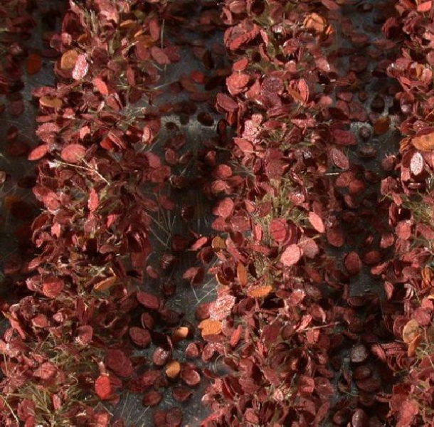 Agricultural strips with leaves (1:45+) late fall