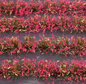 Flower field strips (1:87) magenta