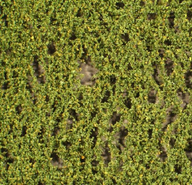 Birch foliage (1:160-220) early fall