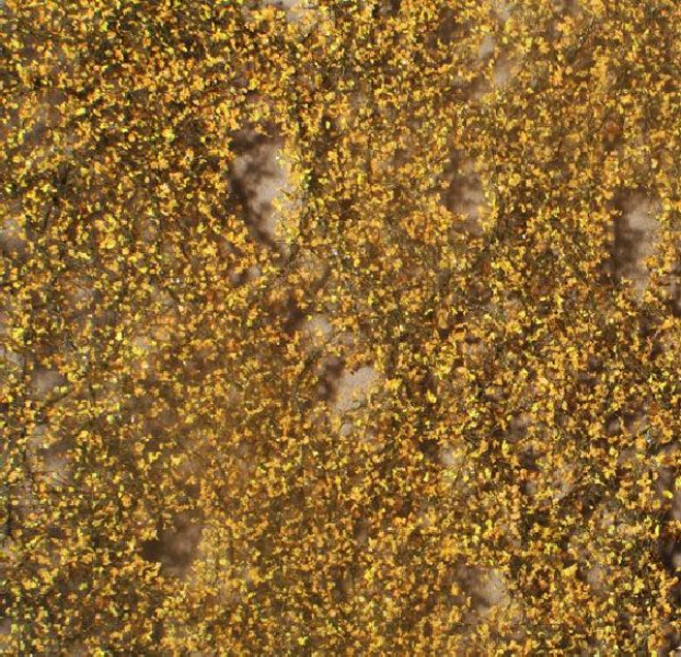 Birch foliage (1:160-220) late fall