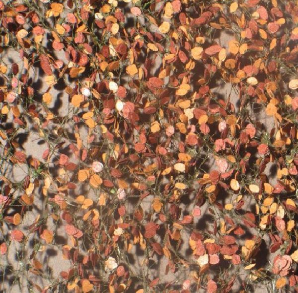 Beech foliage (1:45+) late fall