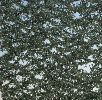 Ivy (1:160-220) summer