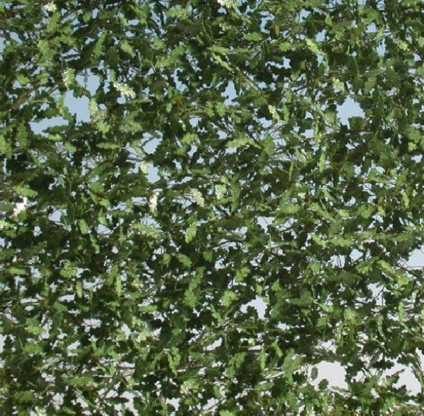 Oak foliage (1:45+) spring
