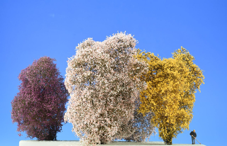 Filigree bushes blooming