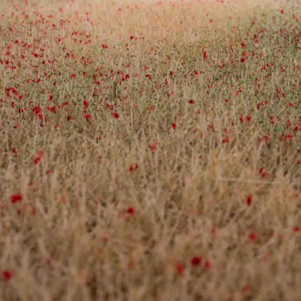 grass mat cornfield in bloom