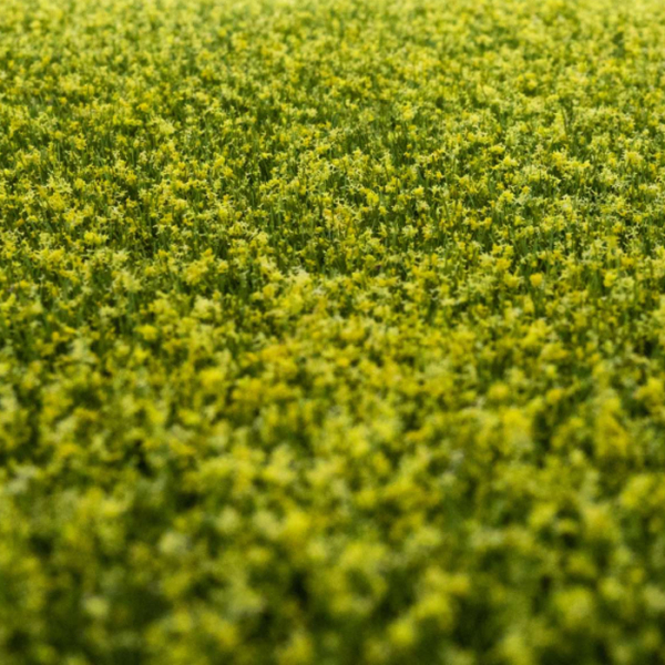 grass mat rapeseed field
