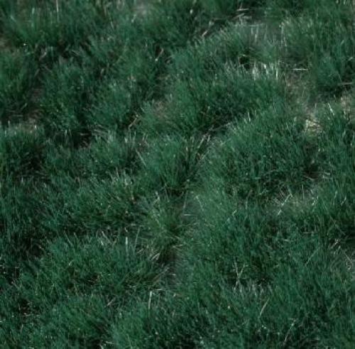 Reed grass tufts (1:87) summer
