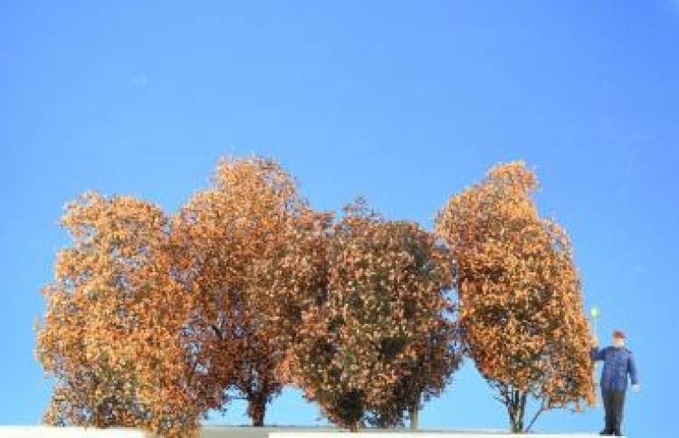 Filigree bush late fall (1:45 & larger)