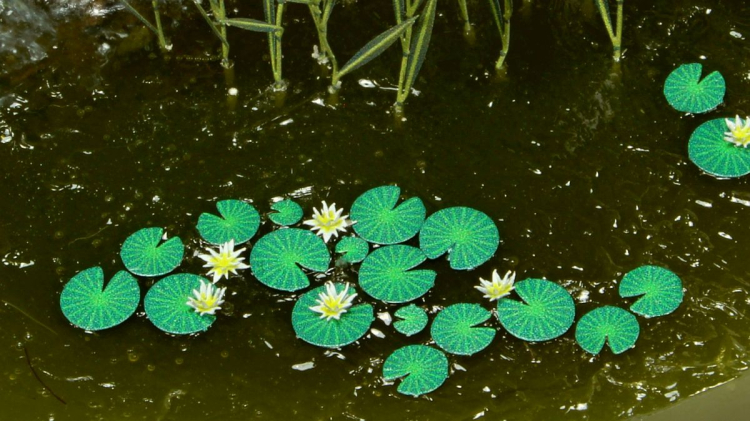 Seerose