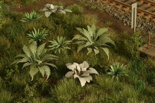 Dry Fern