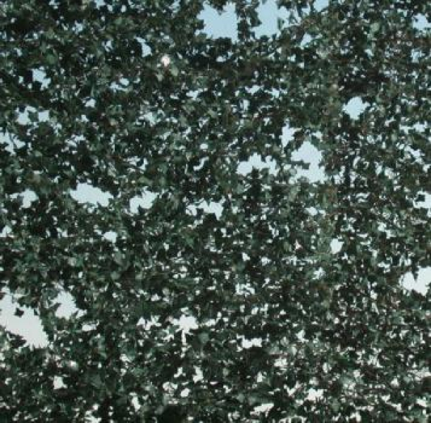 Ivy (1:45+) summer