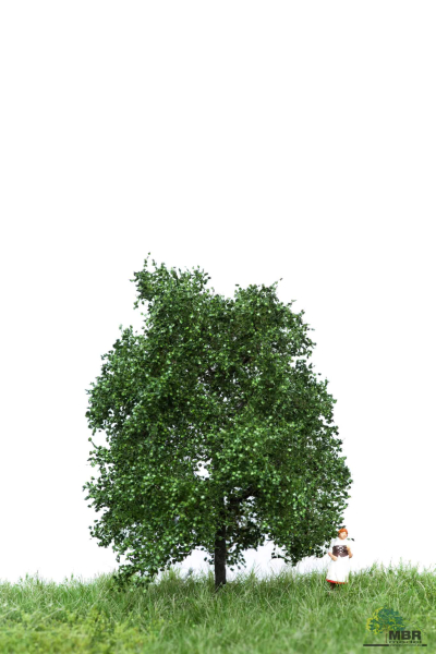 Eiche Sommer 6-10 cm